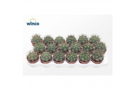 Gymnocalycium saglionis Gymnocalycium Saglyonis