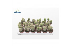 Pachycereus pringlei