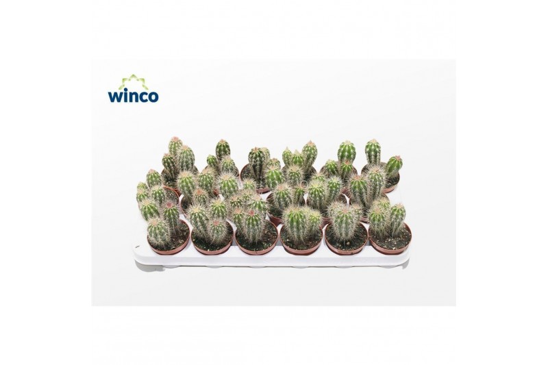 Pachycereus pringlei 