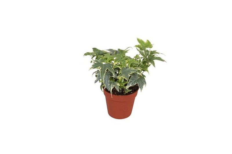 Hedera helix yellow ripple Hedera helix Yellow Ripple7.5 - 9.0  cm 7 p Hedera helix yellow ripple Hedera helix Yellow Ripple7.5 - 9.0  cm 7 p