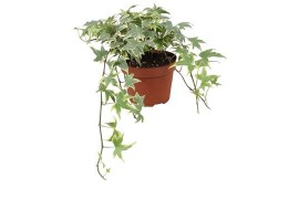 Hedera helix yellow ripple Hedera helix Yellow Ripple30 - 34  cm 9 pp