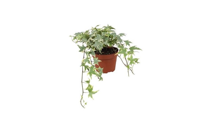 Hedera helix yellow ripple Hedera helix Yellow Ripple30 - 34  cm 9 pp Hedera helix yellow ripple Hedera helix Yellow Ripple30 - 34  cm 9 pp