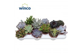 Succulenten Succulenten Mix