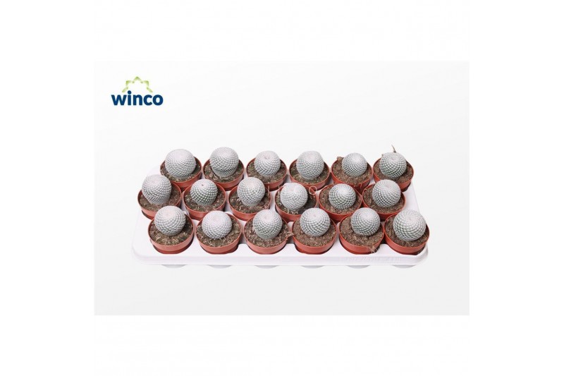 Mammillaria Mammillaria Microthele Superfina 