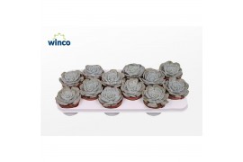 Echeveria pollux Echeveria Pollux1 bl.