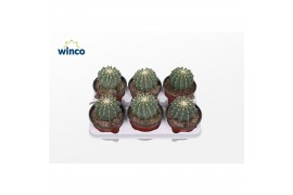 Ferocactus glaucescens Ferocactus Glaucescends Inermis