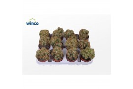 Cereus peruvianus monstrosus Cereus Peruvianus Monstruoza (yellow)