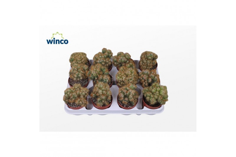 Cereus peruvianus monstrosus Cereus Peruvianus Monstruoza (yellow) 