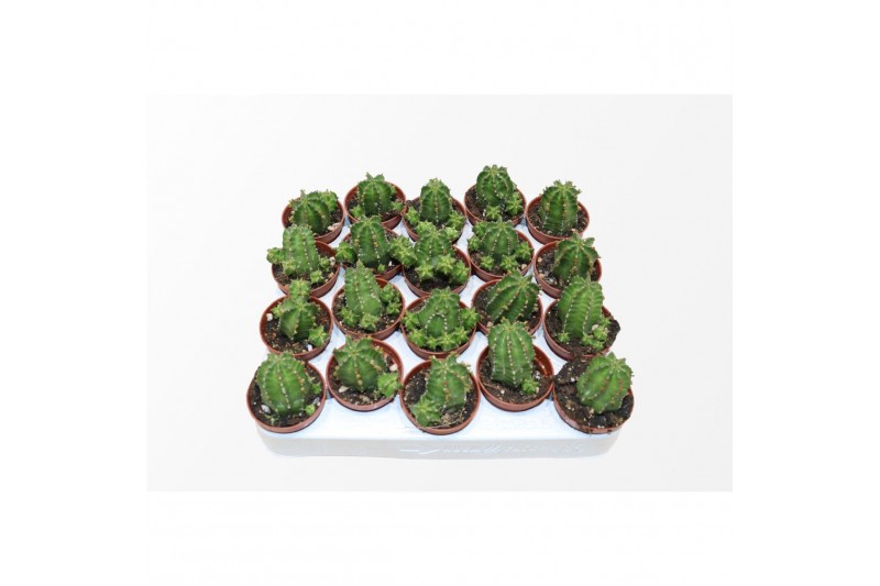 Euphorbia Euphorbia Echinus 