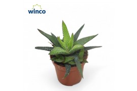 Haworthia Haworthia Eon1 pp