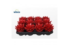 Echeveria agavoides Echeveria Agavoides Paint Red1 bl.