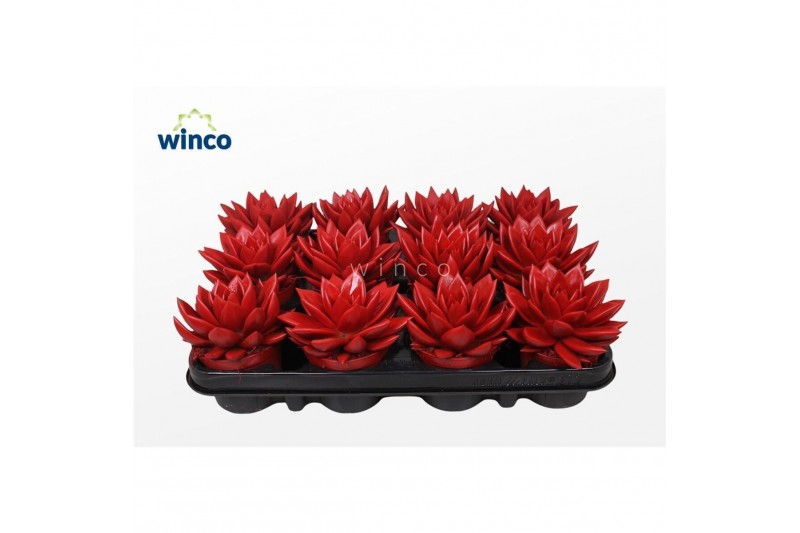 Echeveria agavoides Echeveria Agavoides Paint Red1 bl. 