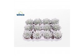 Echeveria agavoides Echeveria Agavoides Paint White1 bl.