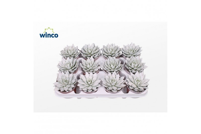 Echeveria agavoides Echeveria Agavoides Paint White1 bl. 