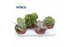 Succulenten Succulenten Mix 