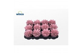 Echeveria agavoides Echeveria Agavoides Paint Pink1 bl.