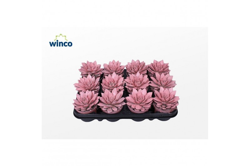 Echeveria agavoides Echeveria Agavoides Paint Pink1 bl. 