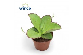 Kalanchoe tomentosa Kalanchoe Synsepalaoverig pp