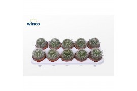 Mammillaria Parodia Sucineus albispinus