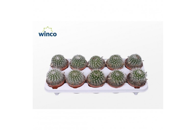 Mammillaria Parodia Sucineus albispinus 