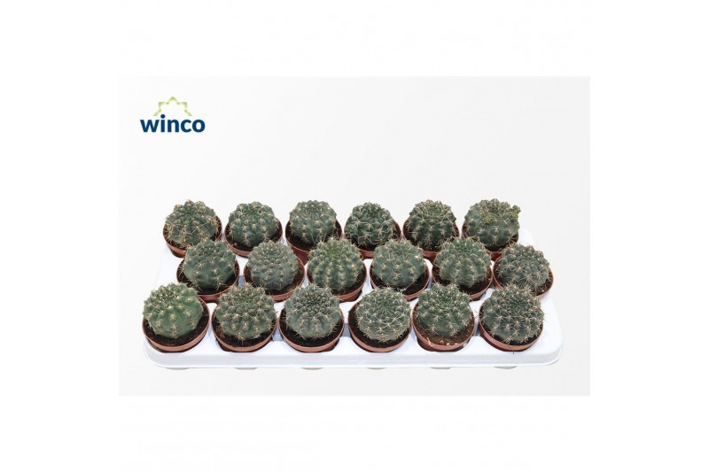 Gymnocalycium baldianum 