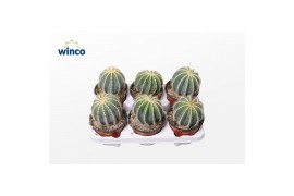 Eriocactus warasii Notocactus Magnificus