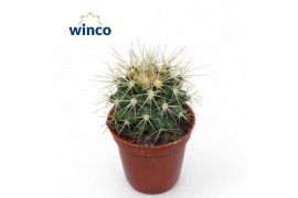 Echinocactus grusonii