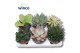 Succulenten Succulenten Mix 