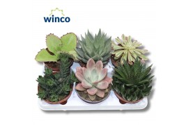 Succulenten Succulenten Mix