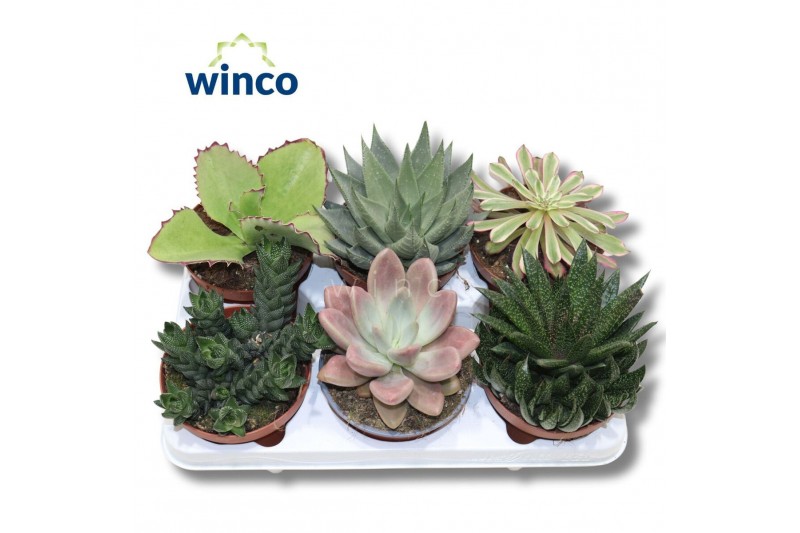 Succulenten Succulenten Mix 