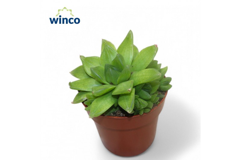 Haworthia cymbiformis 