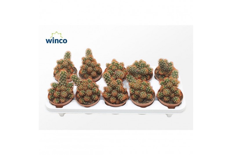 Mammillaria elongata Mammillaria Elongata Rubra 