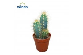 Pilosocereus pachyclaudus Pilosocereus Azureus