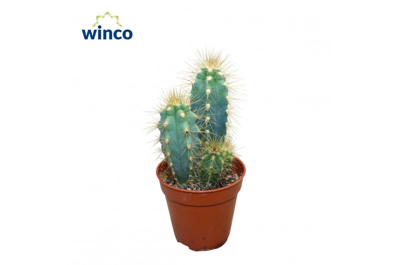 Pilosocereus pachyclaudus Pilosocereus Azureus 