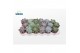 Echeveria mix Echeveria Basic Mix (6 Spc.) 