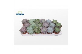 Echeveria mix Echeveria Basic Mix (6 Spc.)