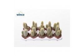 Cactus Vatricania Guentheri