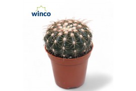 Echinocactus grusonii Notocactus Uebelmaniana