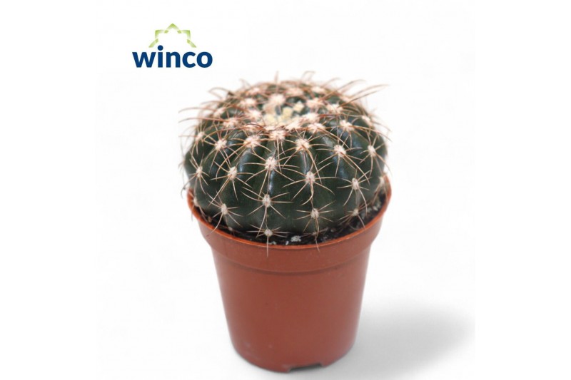 Echinocactus grusonii Notocactus Uebelmaniana 