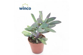 Senecio crassissimus Senecio Crassisimus