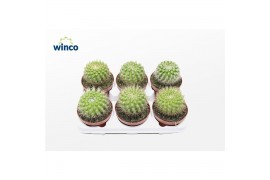 Cactus/succulent parodia scopa Parodia Penicillata