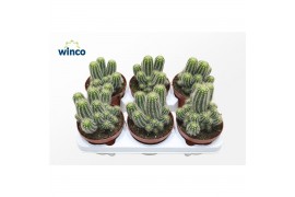 Cactus Trichocereus Huascha