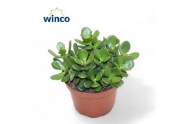 Crassula ovata minor Crassula Minor