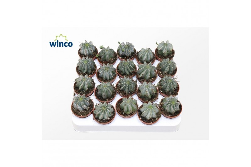 Euphorbia horrida Euphorbia Horrida Alba 