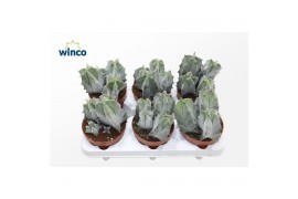 Cactus Ritterocereus Pruinosus