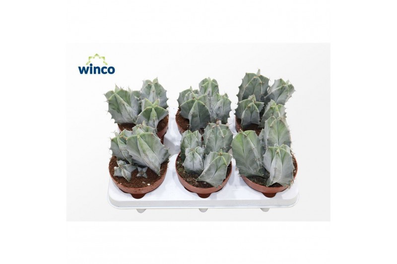 Cactus Ritterocereus Pruinosus 