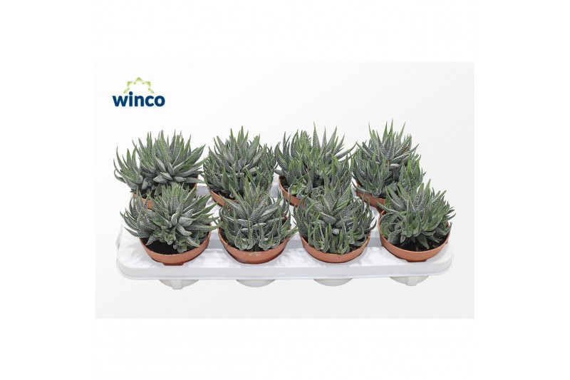 Haworthia fasciata concolor Haworthia Fasciata Concolor1 pp 