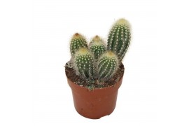 Pilosocereus chrysostele Pilosocereus Chrysotele