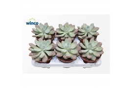 Echeveria Graptoveria Opalina1 pp 1 bl.