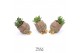 Arrangementen succulenten TRULY Crassula, Pine cone (Ice Age)1 pp 